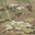 MultiCam